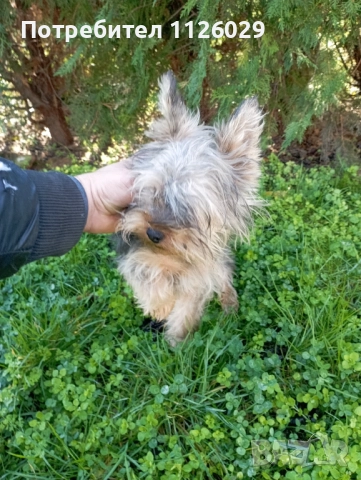 Йорки момче на 8 месеца , снимка 7 - Йоркширски териер - 52624591