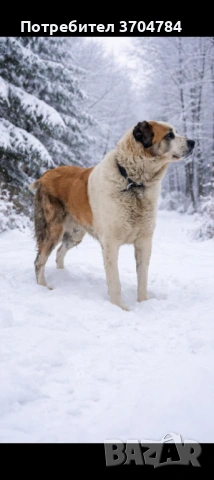 Продавам Сао алабай , снимка 4 - Алабай - 53363642