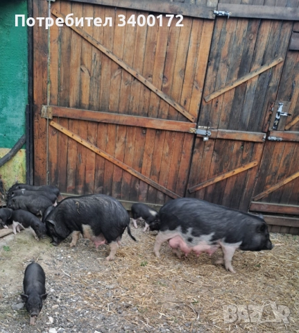 Виетнамски прасета 🐷🐷🐷, снимка 2 - Прасета - 52636717