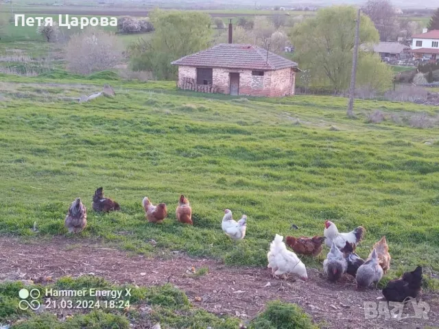 Яйца от свободни кокошки 