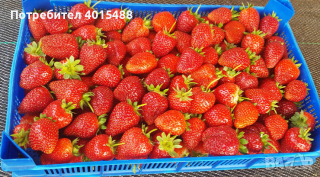 Prodavam korencheta celogodishni qgodi 2 sorta Selva i Ostara, снимка 3 - Разсади - 44673206