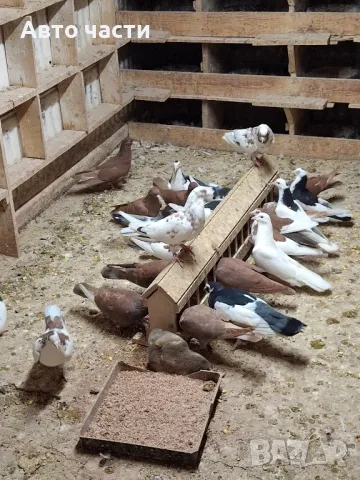 пазарджишки високолетачи със добри постижения , снимка 3 - Гълъби - 48656358