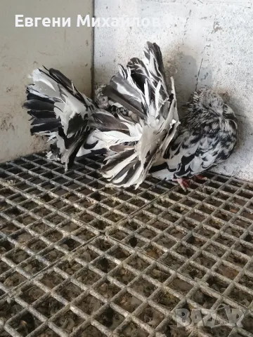 Фенерлии, снимка 8 - Гълъби - 49350695