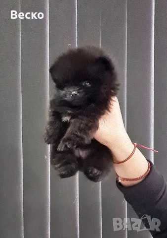 Померан мини мъжко и женско , снимка 2 - Померан - 52595465