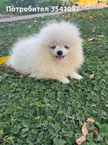 Продавам мини шпиц , снимка 3 - Немски шпиц - 51705534