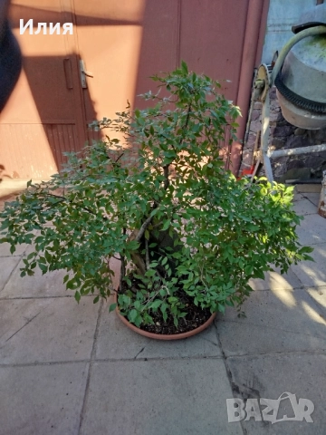 Бонсай заготовка тип гора от Бряст , снимка 2 - Градински цветя и растения - 51471172