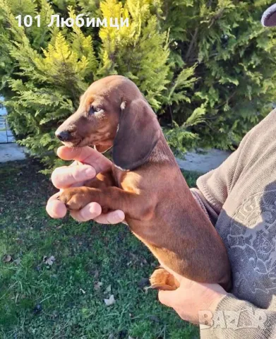 Шоко Дакели , снимка 8 - Дакели - 47450586