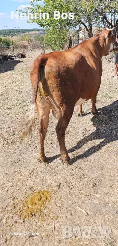 krava na 3 tele e zaplodena na7 meses imam traspot, снимка 4 - Крави - 56117827