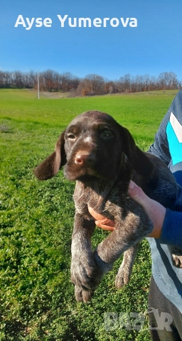 Kucuhari, снимка 5 - Курцхаар - 52918054