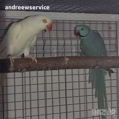 Малък Александър чифт, снимка 2 - Папагали - 52032674