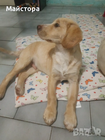 Продавам Лабрадор Ретривър 