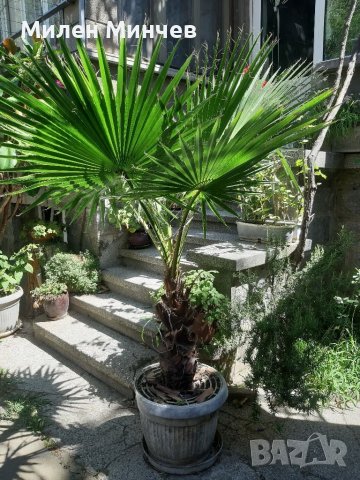 Продавам палма "Вашингтония", "Вашингтон", снимка 5 - Стайни растения - 38726415