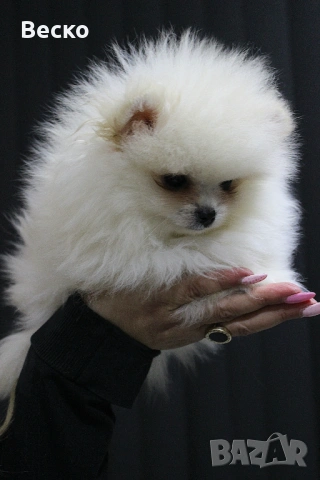 Померан мини мъжки , снимка 5 - Померан - 53768383