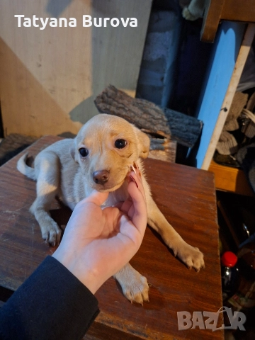 Продавам кучета от порода Пинчер