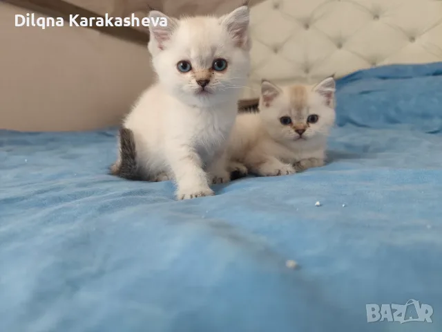Шотландски и британски котета , снимка 4 - Британска късокосместа - 56131638