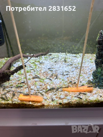 Продавам анциструси (Ancistrus sp.) – домашно отгледани