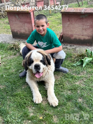 Санбернар за разплод с родословие