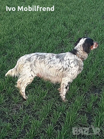 Продавам малки английски сетерчета, снимка 9 - Английски сетери - 53776304