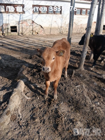 Крави Телета Ангус, снимка 4 - Крави - 53833044