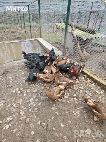 неми патици , снимка 4 - Патици и гъски - 53623677