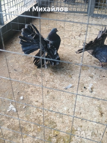Фенерлии , снимка 4 - Гълъби - 52369128