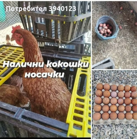 Налични кокошки носачки  
