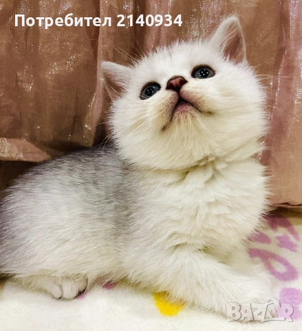 Чистокръвен британски, сръбрена чинчила. Мъжко, снимка 6 - Британска късокосместа - 52958137