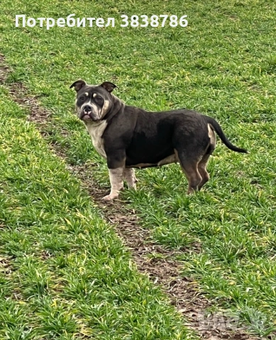American bully, снимка 4 - Други - 53718371