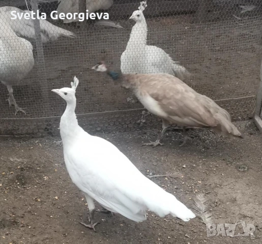 Едногодишни пауни, снимка 13 - други­ - 53754121