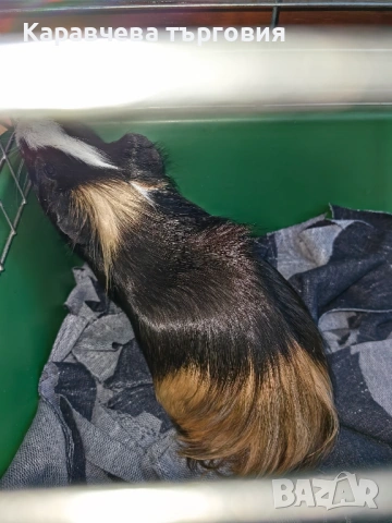 Морско свинче, снимка 2 - Морски свинчета - 53086852