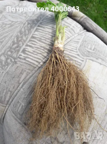 Ццелогодишен сорт ягоди и малини , снимка 8 - Разсади - 49456274