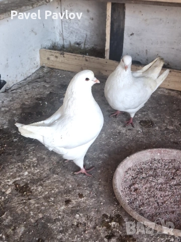 Гълъби кинг