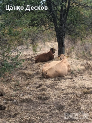 Стадо крави, снимка 8 - Крави - 51846249