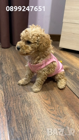 Той пуделче, снимка 2 - Пудели - 52671069