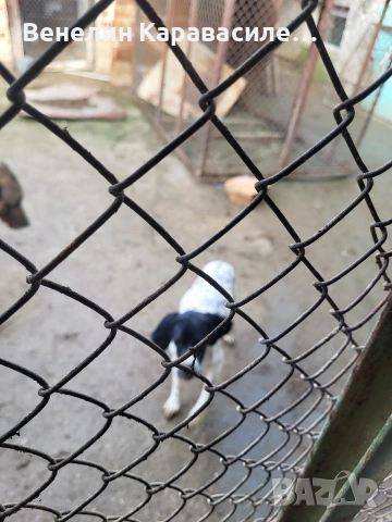 продавам женски пойнтер, снимка 2 - Пойнтер - 53401653