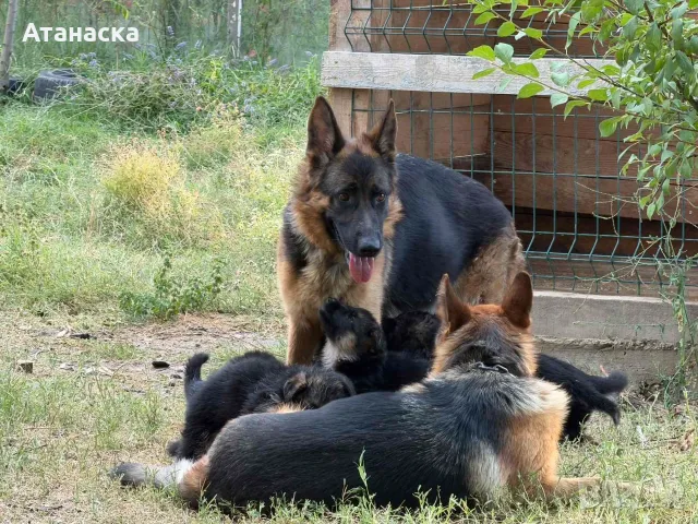 Продават се малки немски овчарки