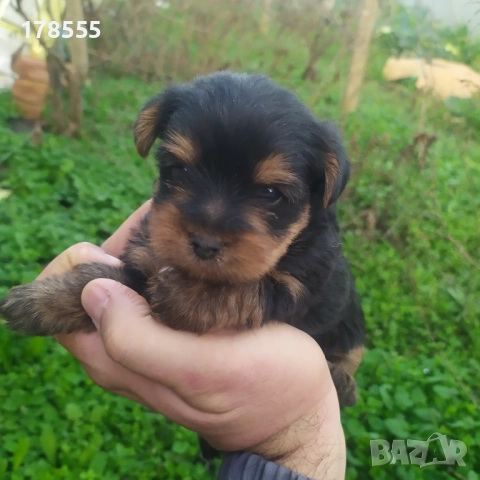 Мини  йоркширски териер!!, снимка 4 - Йоркширски териер - 52788877