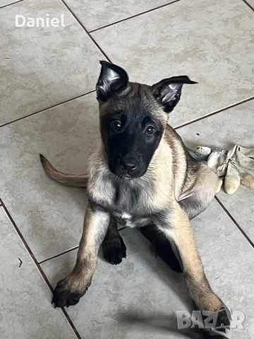 Белгийска овчарка-Малиноа , снимка 3 - Белгийска овчарка - 52623774