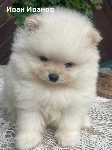 Померан, снимка 5 - Померан - 52564878