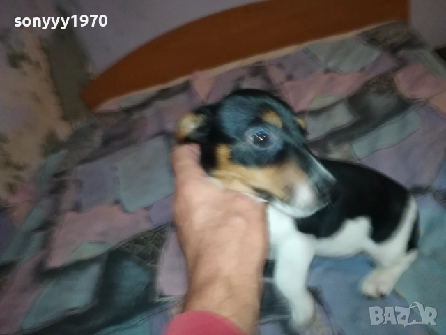 ДЖАК РЪСЕЛ-ЖЕНСКО НА 2 МЕСЕЦА 3110251531, снимка 9 - Джак ръсел териер - 52247345