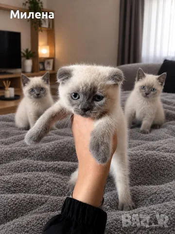 Шотландски котета Колорпойнт , снимка 3 - Други - 56320002