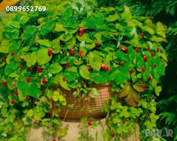 Каскадна горска ягода Атила