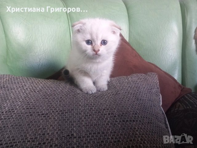 Продавам шотландски клепоухи котета, мъжки , снимка 3 - Други - 53523528
