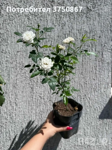 🌹 Нискостъблени рози – красота през цялото лято