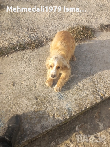 промо цена,кокер шпаньол, снимка 3 - Кокер шпаньол - 51979223