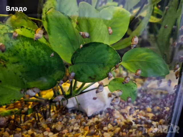 Охлюви мелания / Malaysian trumpet snails