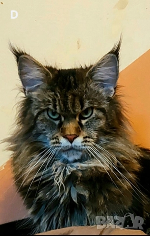 Уникални мейн куун дългокосмести котенца, снимка 7 - Мейн кун - 51780684