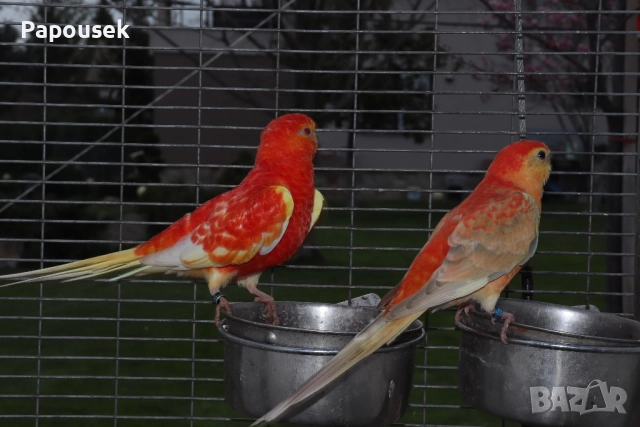 ПОЙНИ ПАПАГАЛИ , снимка 15 - Папагали - 52979206