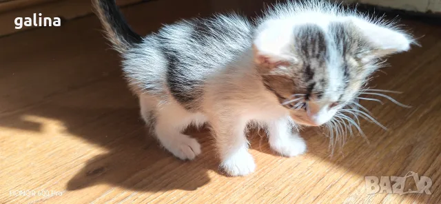 котенца малки коте, снимка 2 - За котки - 56307488