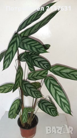 ГОЛЯМА КАЛАТЕЯ  - стайно растение, снимка 2 - Стайни растения - 41419132